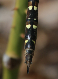 Twin-spotted Spiketail